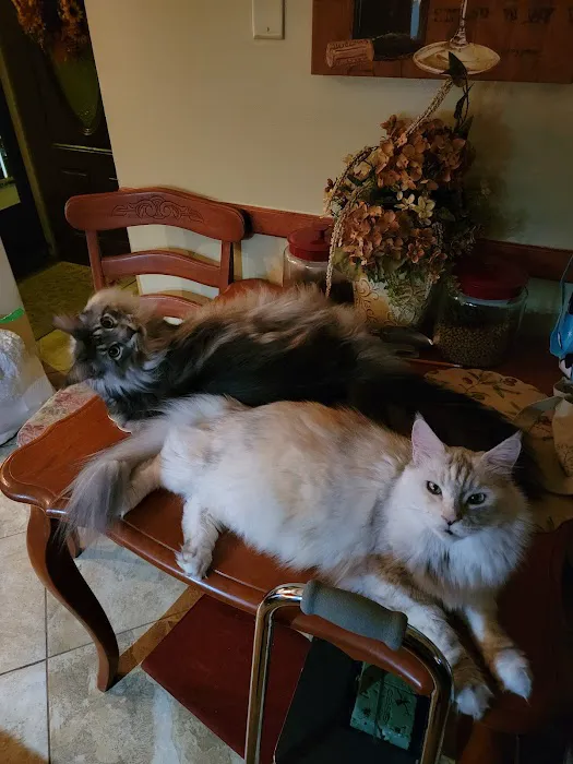 Kindness Animal Clinic 12