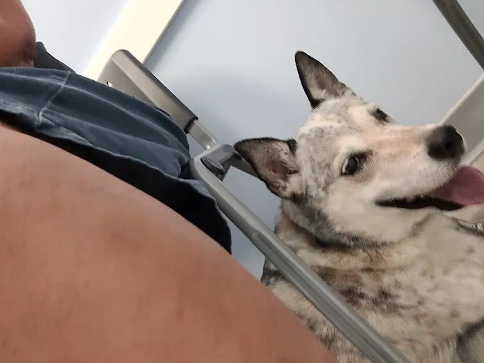 Kindness Animal Clinic 12