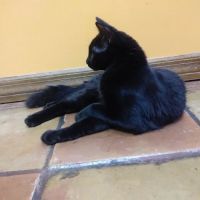 VCA Lockwood Ridge Animal Hospital ico
