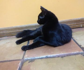 VCA Lockwood Ridge Animal Hospital