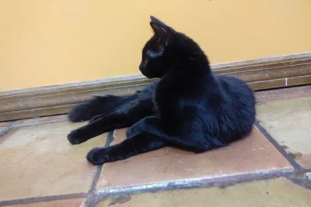 VCA Lockwood Ridge Animal Hospital