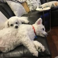 Bee Ridge Veterinary Clinic ico