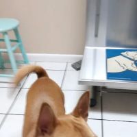 East Bay Animal Hospital ico