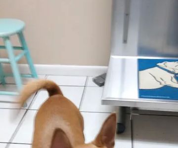 East Bay Animal Hospital