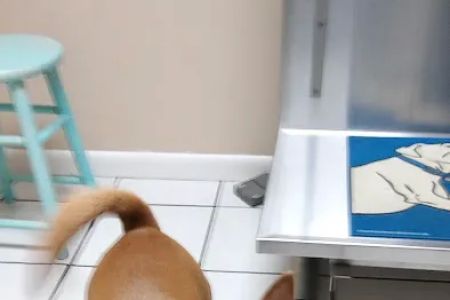 East Bay Animal Hospital