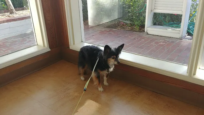 Dr. Kathy's Veterinary Care 9