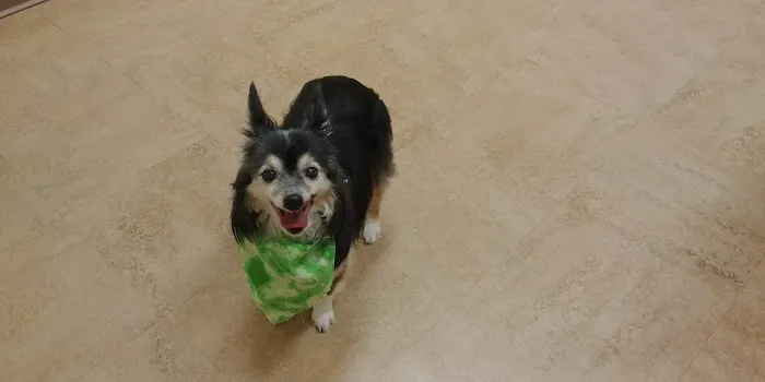 Dr. Kathy's Veterinary Care 1