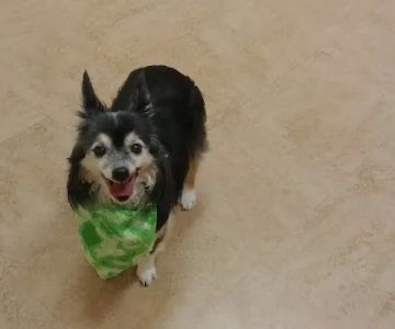 Dr. Kathy's Veterinary Care
