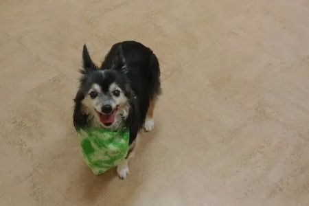 Dr. Kathy's Veterinary Care