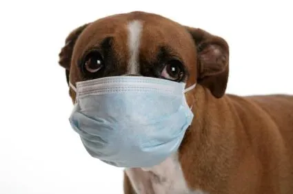 Dr. Kathy's Veterinary Care 4