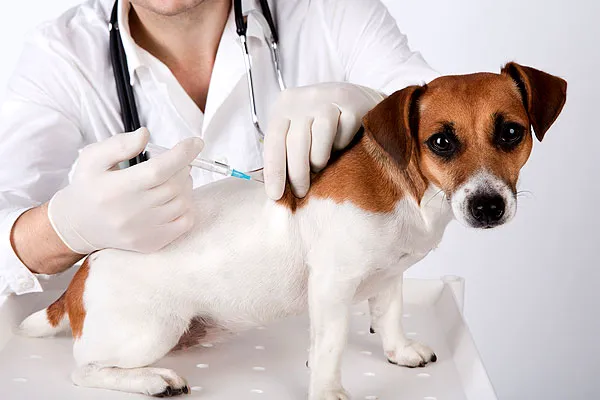 Dr. Kathy's Veterinary Care 2
