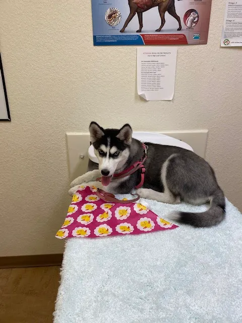 Dr. Kathy's Veterinary Care 3
