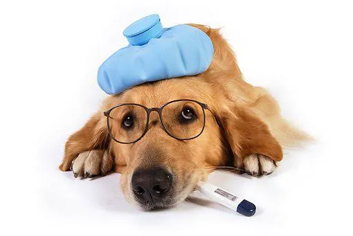 Dr. Kathy's Veterinary Care 7