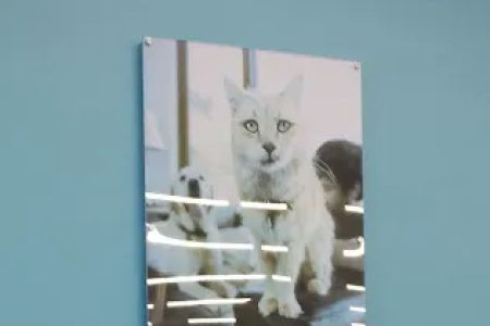 Banfield Pet Hospital