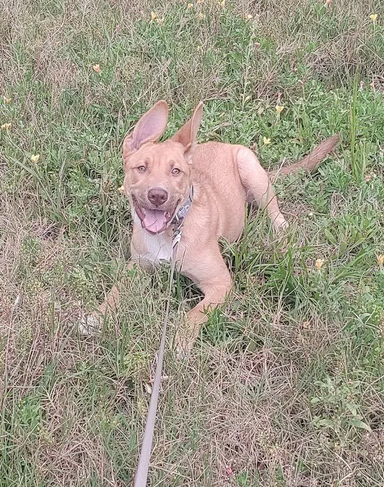 Banfield Pet Hospital 9