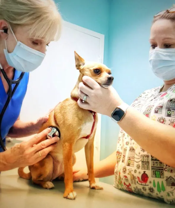 Gulf Animal Hospital 12
