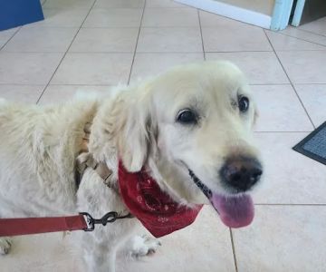 Gulf Animal Hospital