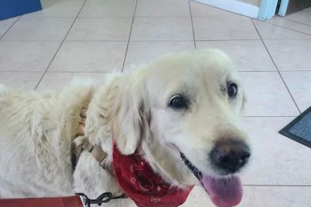Gulf Animal Hospital