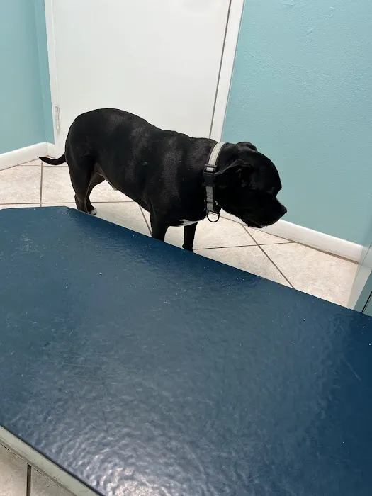 Gulf Animal Hospital 12