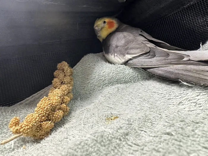 Bayshore Animal Hospital & Avian Practice 12