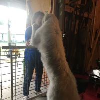 Noah's Mobile Vet Clinic ico