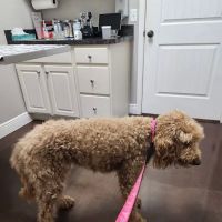 Spring Hill Animal Clinic ico