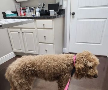 Spring Hill Animal Clinic