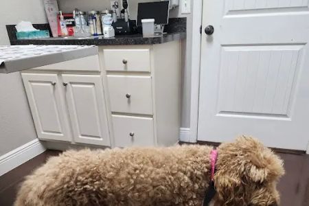 Spring Hill Animal Clinic