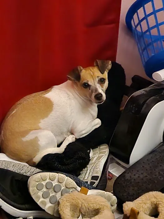 Connechusett Animal Hospital: Wood Tricia DVM 12