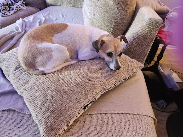 Connechusett Animal Hospital: Wood Tricia DVM 12