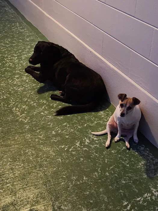 Connechusett Animal Hospital: Wood Tricia DVM 12