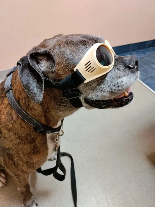Connechusett Animal Hospital: Wood Tricia DVM 12