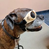 Connechusett Animal Hospital: Wood Tricia DVM ico