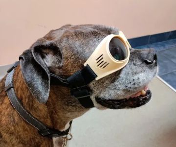 Connechusett Animal Hospital: Wood Tricia DVM