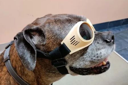 Connechusett Animal Hospital: Wood Tricia DVM