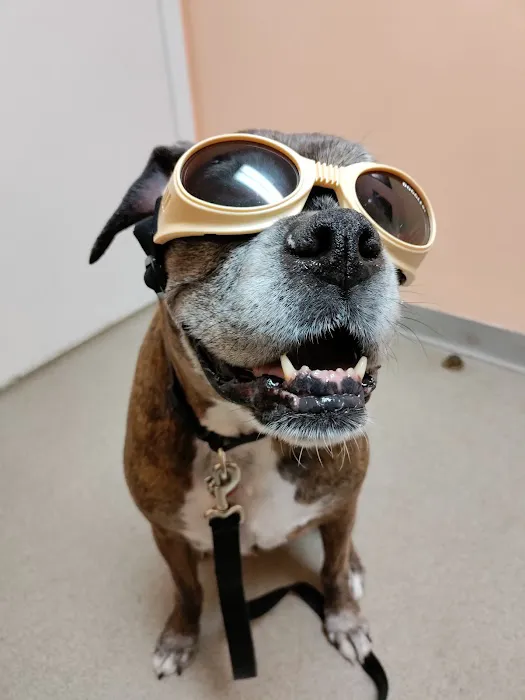 Connechusett Animal Hospital: Wood Tricia DVM 12