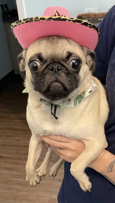 Coastal Animal Clinic 12