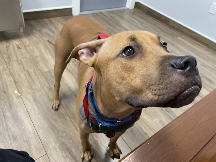 Cornerstone Veterinary Hospital 12
