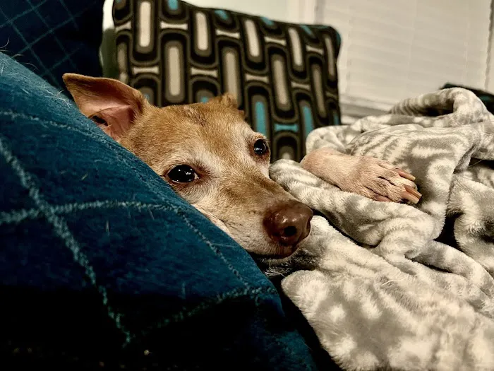 Midway Animal Hospital- Largo 12