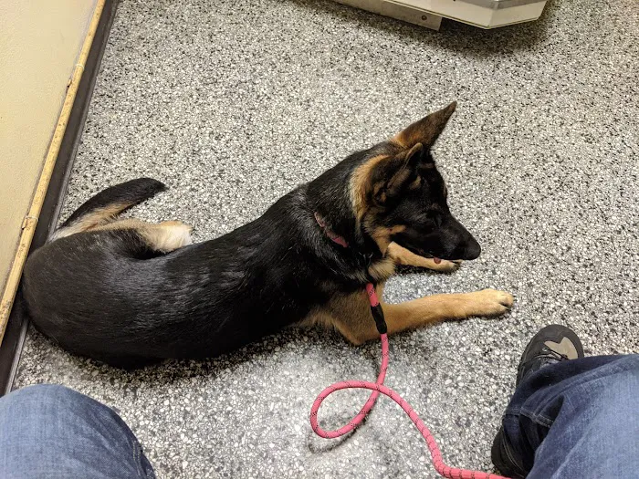 Midway Animal Hospital- Largo 12