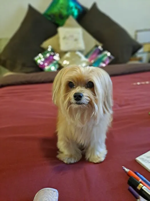 Banfield Pet Hospital 12
