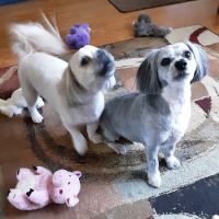 Dr.Stenzel Clearwater Animal Clinic ico