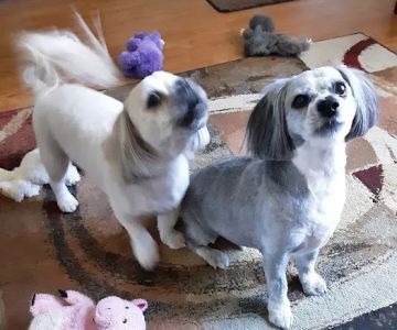 Dr.Stenzel Clearwater Animal Clinic