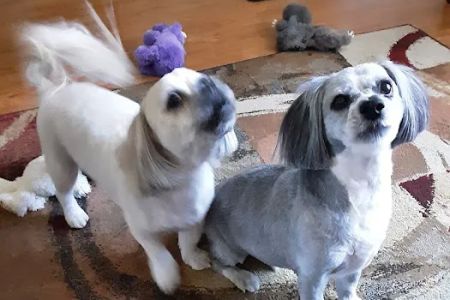 Dr.Stenzel Clearwater Animal Clinic