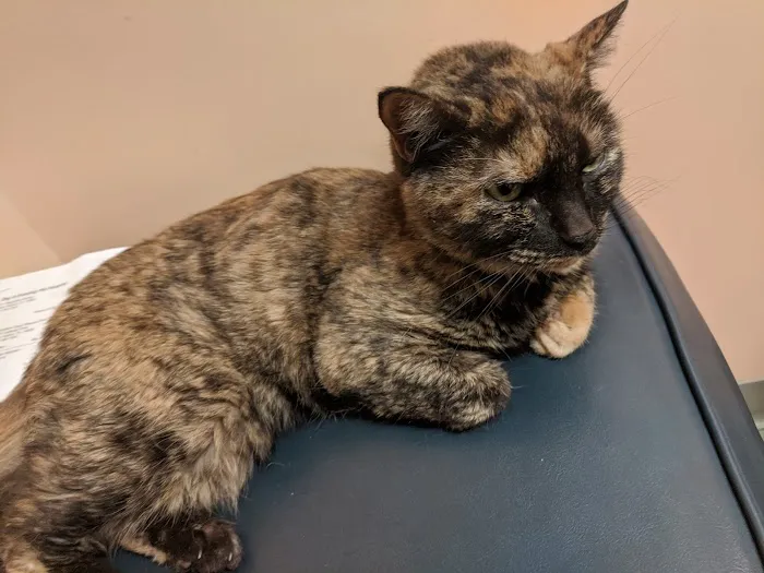 Connechusett Animal Hospital 12