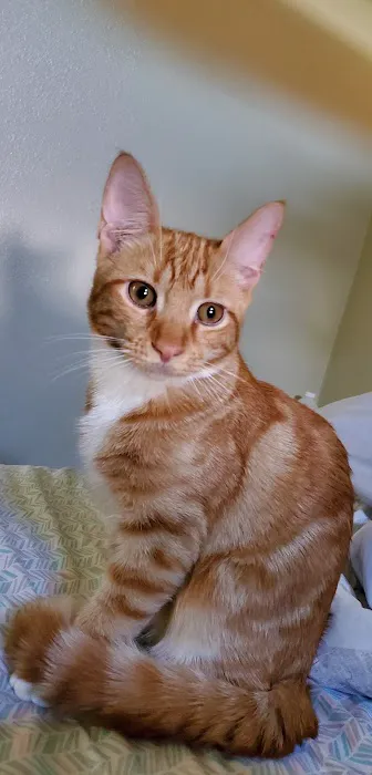 Connechusett Animal Hospital 12