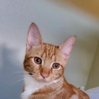 Connechusett Animal Hospital ico