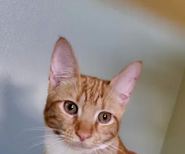 Connechusett Animal Hospital