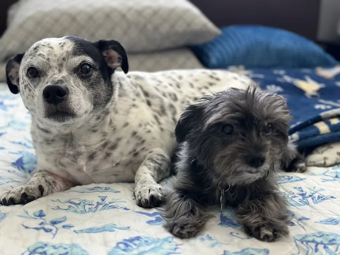 Connechusett Animal Hospital 12