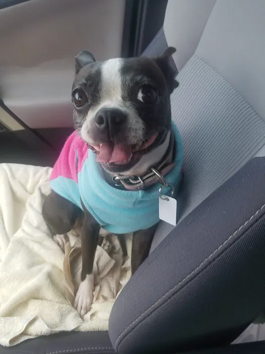 Connechusett Animal Hospital 12
